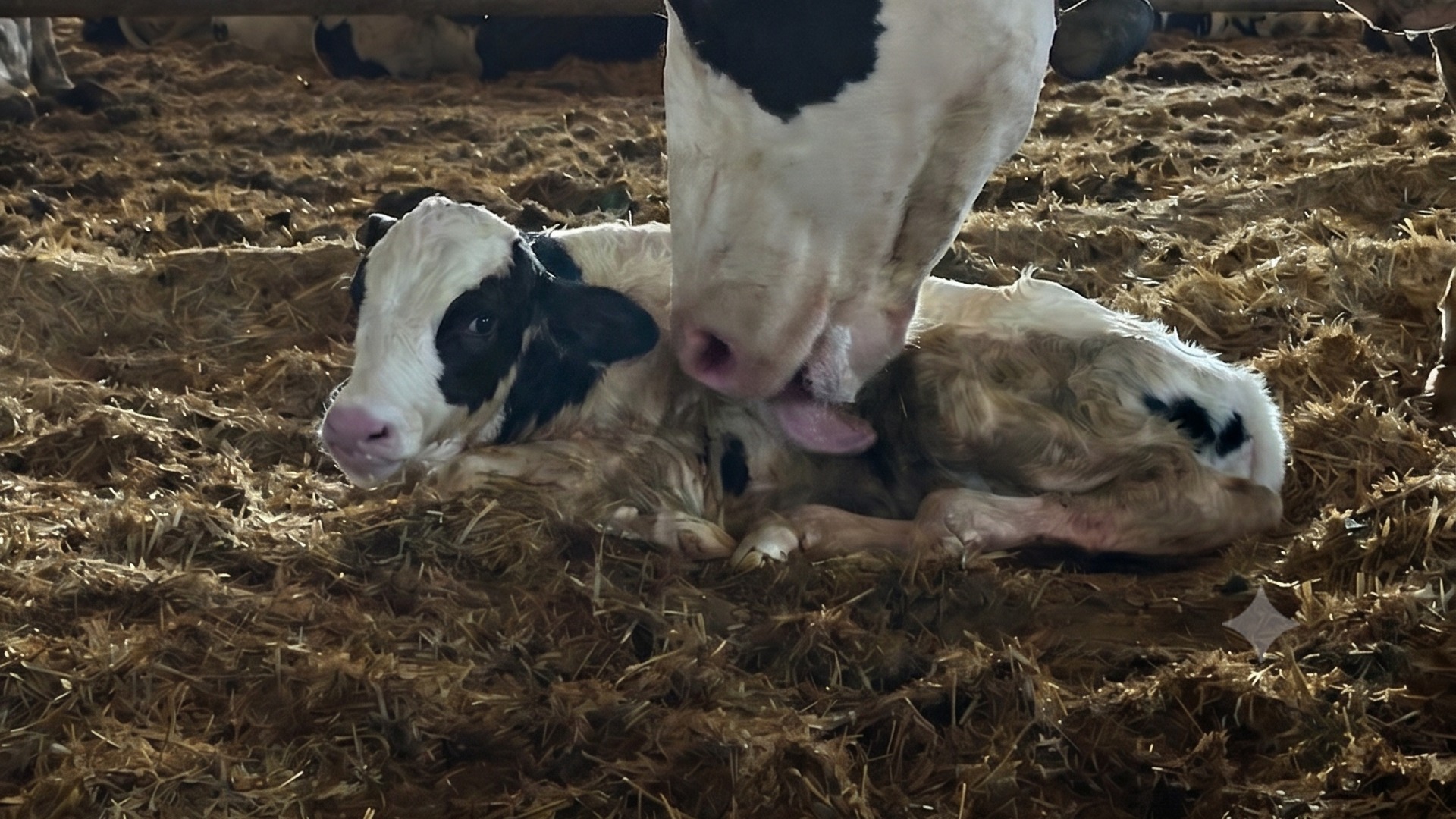 Mucca con il suo vitellino appena nato
