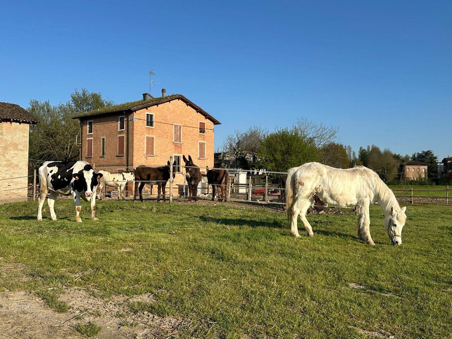 Mucche, asini e cavallo bianco al pascolo