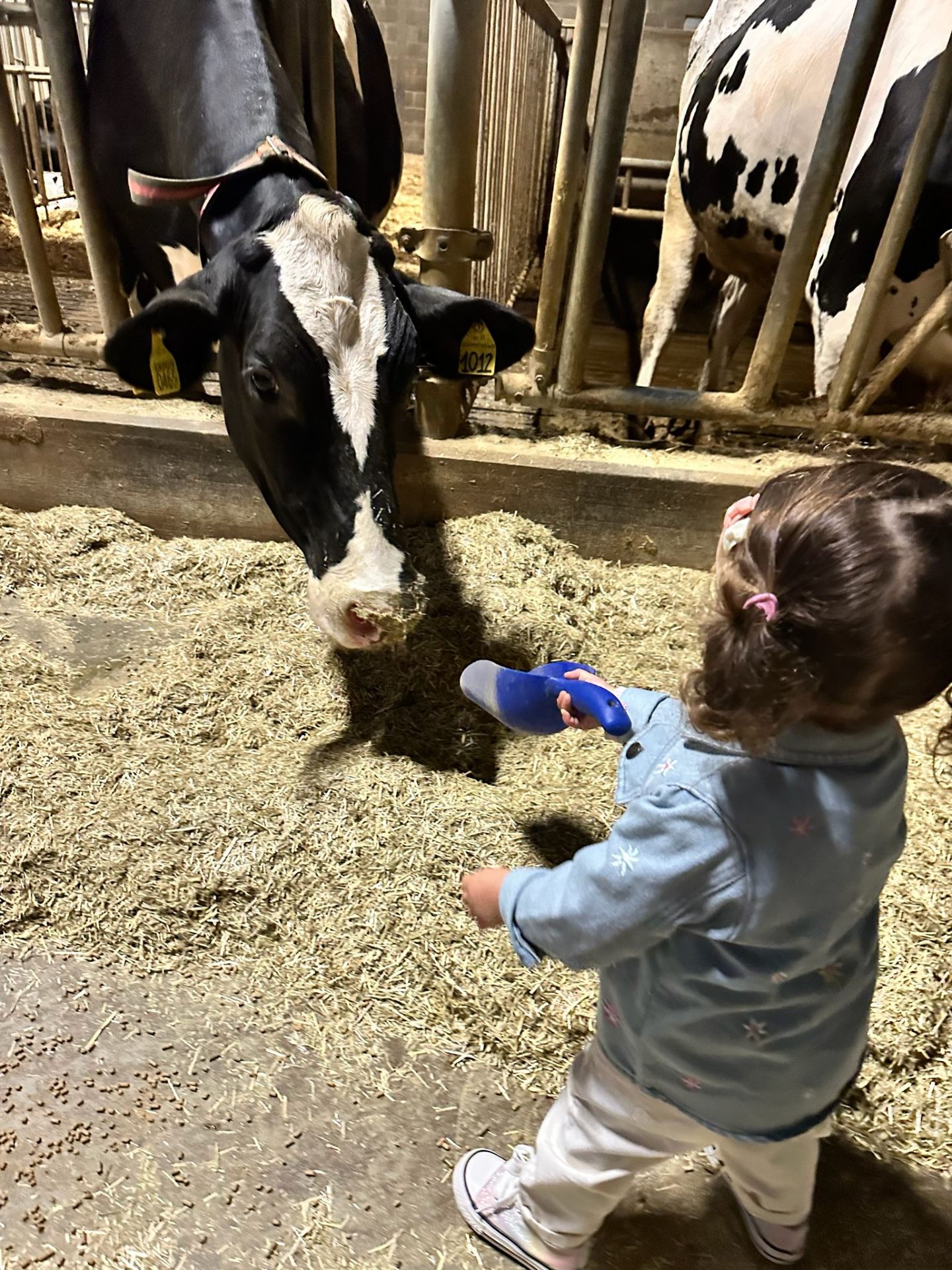 Bambina che dà da mangiare a una mucca