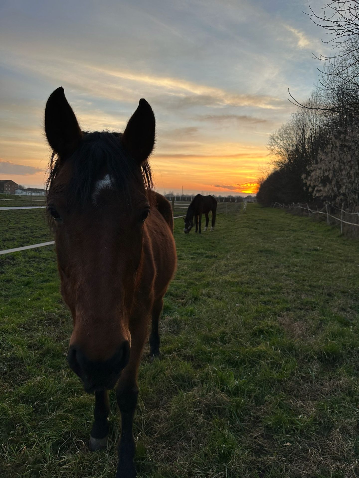 Cavallo al tramonto nei campi della fattoria