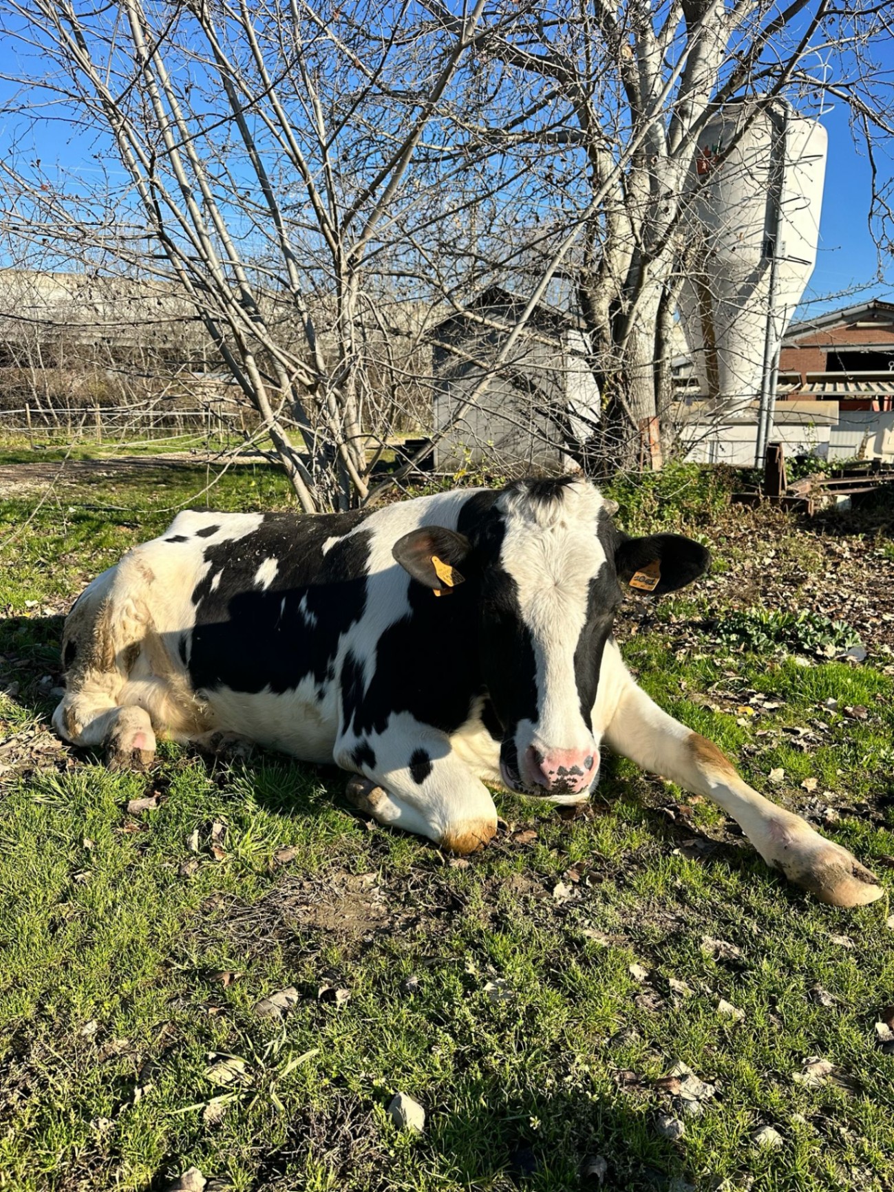 Mucca sdraiata sotto un albero